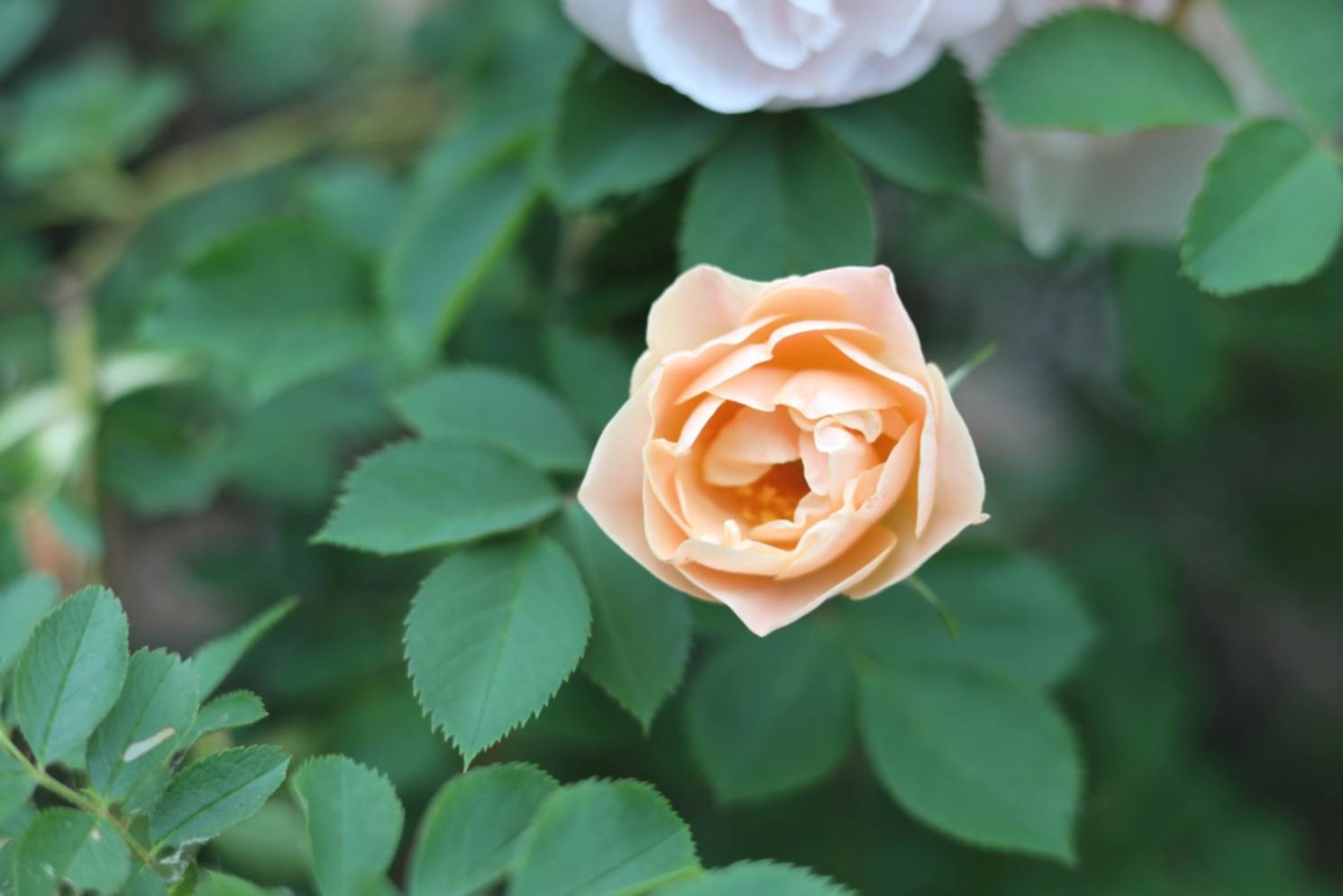 Detailed view of custom flower arrangement process
